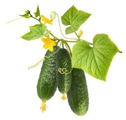 Fresh raw cucumber with beautiful yellow flowers and green leaves falling in the air isolated on white background. Food levitation or zero gravity conception