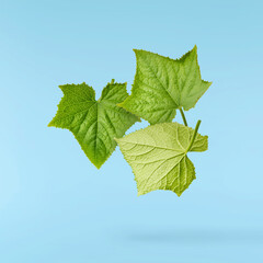 Fresh geen cucumber leaves falling in the air isolated on blue background. Food levitation or zero...