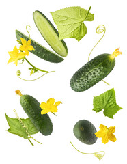 Fresh raw cucumber with beautiful yellow flowers and green leaves falling in the air isolated on white background. Food levitation or zero gravity conception