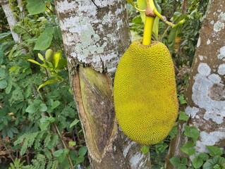 Jackfruit (Artocarpus heterophyllus) still on tree in outdoor garden 