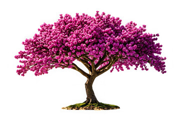 Fototapeta premium Redbud Tree Isolated on White Background for Stock Photography