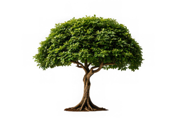 Sal Tree Isolated on White Background for Stock Photography

