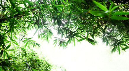 Bamboos green leaves and bamboo tree with bokeh in nature forest