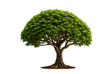 Sal Tree Isolated on White Background for Stock Photography

