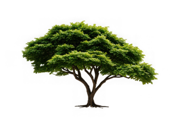 Sal Tree Isolated on White Background for Stock Photography

