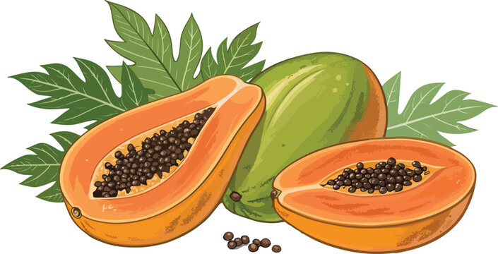 papaya fruit, green and orange, with leaves clip art preview