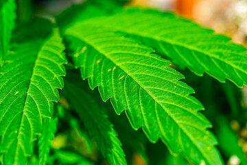 Cannabis plant and green leaves and white flowers. Growing organic medicinal cannabis plant indoors for CBD