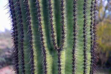 Closeup Old Saguaro Cactus Sonora desert Arizona