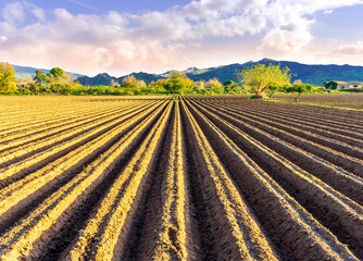 Rows of furrows on Agricultural landscape near a farm, a plowed field in the countryside. The...