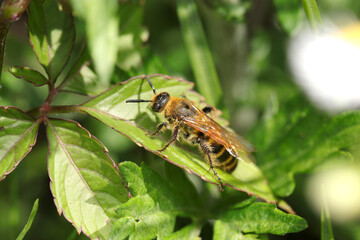  春の草地で日向ぼっこのアラメハラナガツチバチ属ツチバチの姿（自然光+ストロボマクロ撮影）