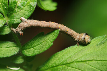 新緑の青葉とハスオビエダシャク蛾幼虫（自然環境下マクロ撮影）