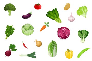 Various of vegetable set on white background. Tomato, garlic, potato, carrot, onion, cabbage, chili, eggplant, bell pepper, winged bean, kale, green onion isolated. Assortment of vegetables