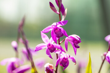 Bletilla striata, known as hyacinth orchid or Chinese ground orchid. Close up on the pink flowers of this plant. It's native to Japan, Korea, Myanmar (Burma), and China.
