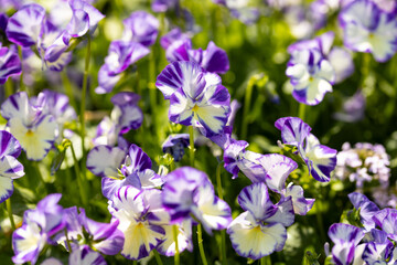 Close up on the flowers of a Viola pubescens rebecca cawthorne. This plant produces variegated flowers. 