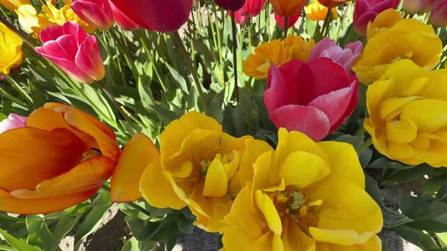 Slow motion movie. Spring bloom of the famous tulip fields in the Netherlands. Beautiful tulip fields in spring