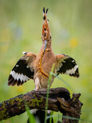 Hoopoe walking around the lagoon looking for food