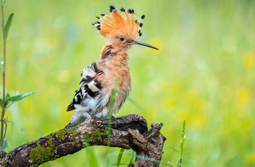 Hoopoe walking around the lagoon looking for foodPoupa a alimentar galinhas na primavera © fsanchex
