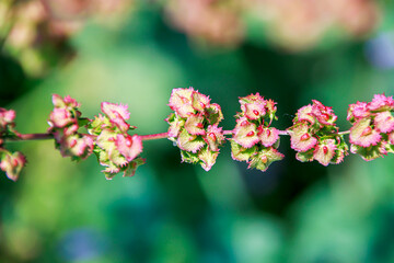 selective close up shot, red green leaves on the branch 