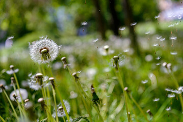 dandelion in the grass