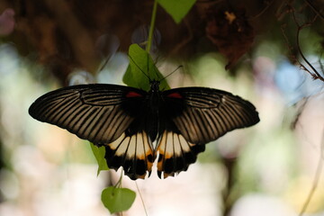 Beautiful butterfly with open wings showcasing vibrant patterns, perched gently on a delicate leaf at Kemenuh Butterfly Park