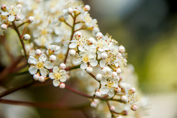 white flowers on tree branches in spring