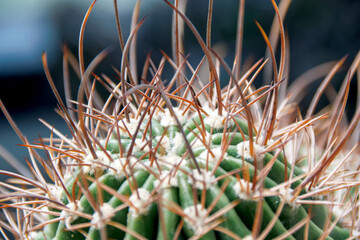close up of a cactus
