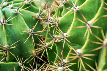 close up of cactus