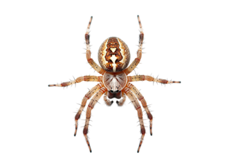 Orb weaver spider