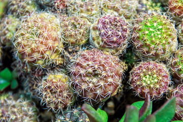 close up of cactuses