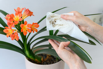 Female hands wiping dirty leaves of blooming clivia plant.