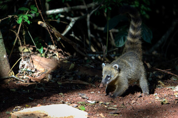 ''Coati in beautifull Junglelight seariching for food''