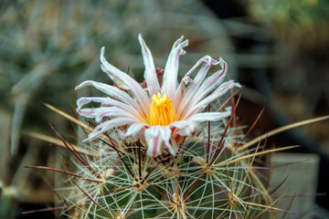 white cactus in bloom