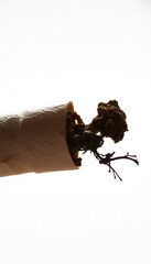 Fototapeta premium Tobacco isolated with white highlights, png. White tone