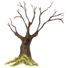 An old tree with a hollow, long branches and green moss on the roots. Garden clipart. Deep forest hollow tree. Hand-drawn watercolor illustration. For postcards, scrapbooking