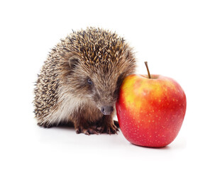One hedgehog with an apple.