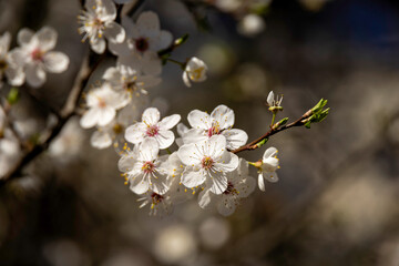 Spring white flowers on a tree on a spring day
