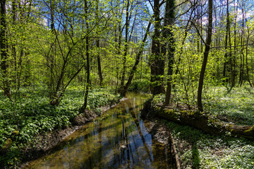 Road through spring forest with beautiful sunlight