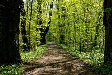 Road through spring forest with beautiful sunlight