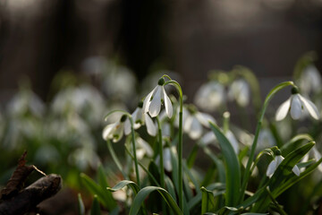 White snowdrop flowers in close-up with back sunlight