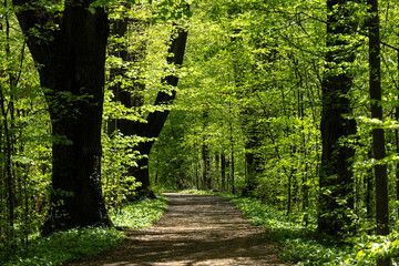 Road through spring forest with beautiful sunlight