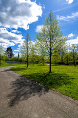 A single tree on a beautiful sunny spring day sprinkled with young greenery