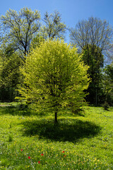 A single tree on a beautiful sunny spring day sprinkled with young greenery