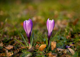Purple crocuses on the grass on a spring day