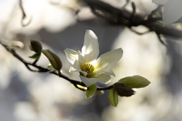 Close-up of blooming white magnolias on a spring day