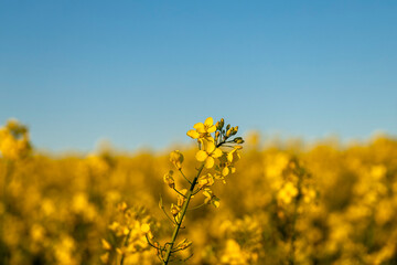 Close-up of rapeseed flowers on a sunny day