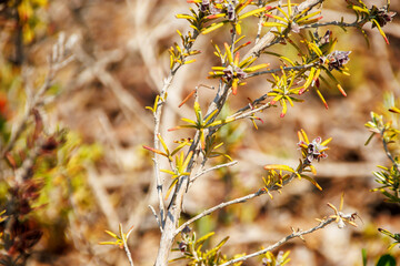 yellow leaves on a branch