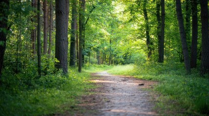Fototapeta premium Blurred nature scene, green trees and bokeh for an outdoor portrait setting