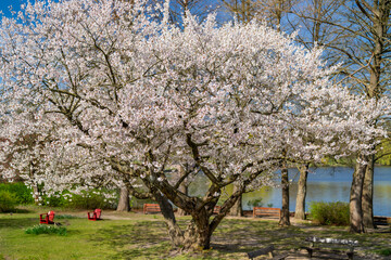 Hamburg, Germany. Cherry tree in blossom in the City Park (German: Stadtpark).