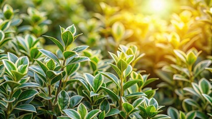 Dense foliage of euonymus bush in a garden with sunlight filtering through leaves, foliage, sunlight,  foliage