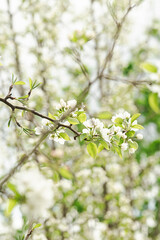 Delicate White Blossom Petals on Branch of Flowering Tree. Spring Season Floral Background Wallpaper.